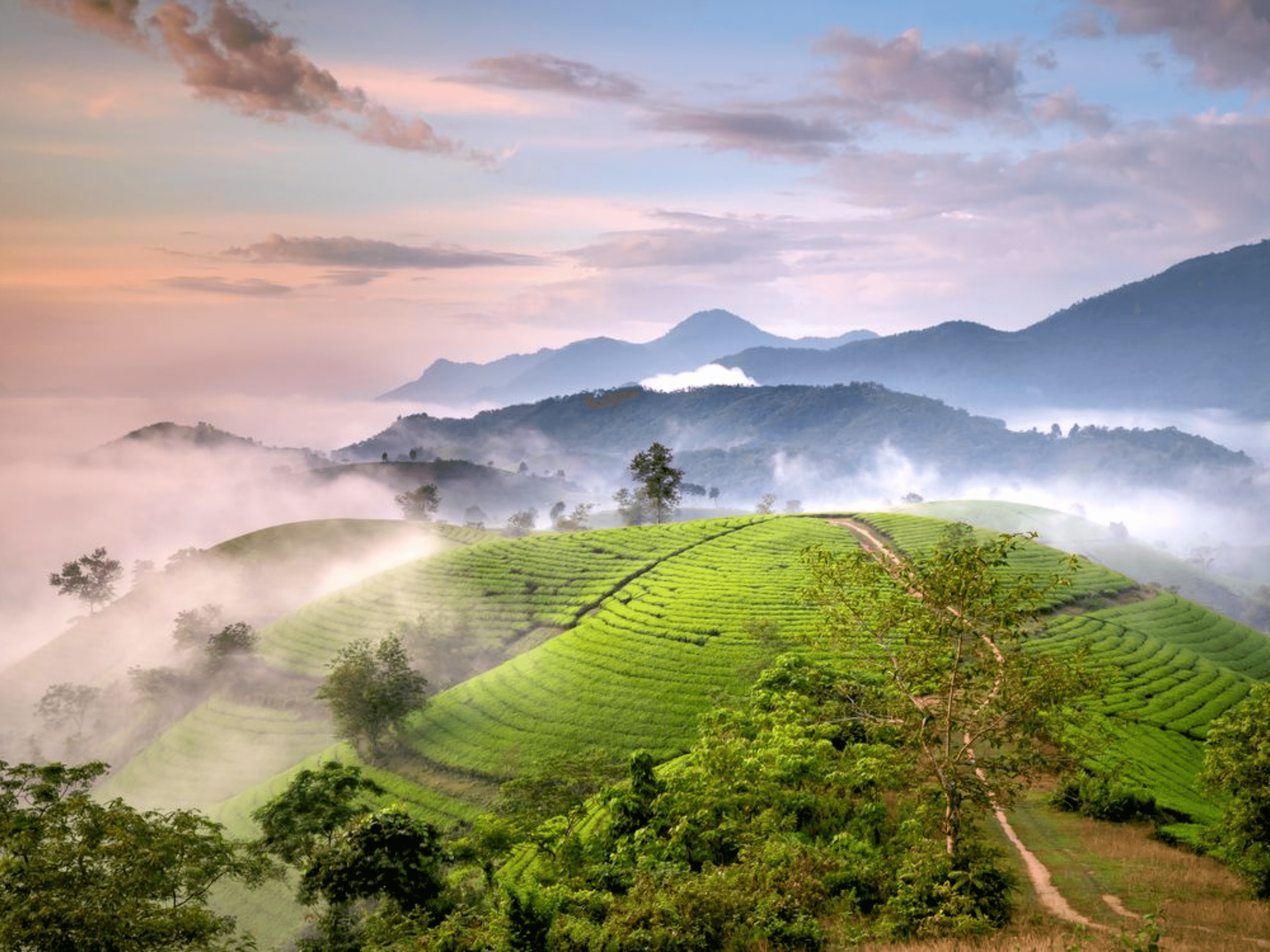 Tea trails