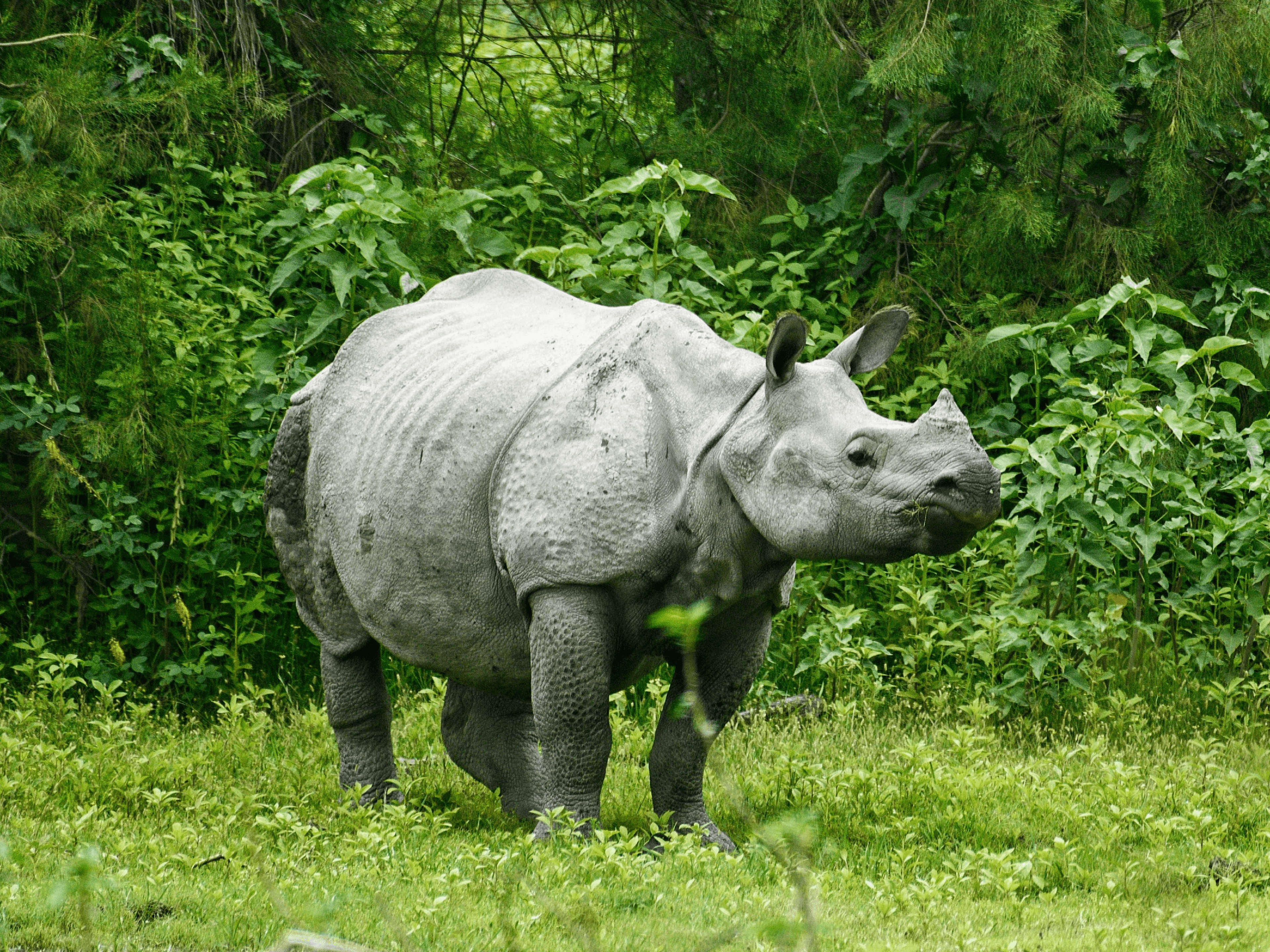 Scenic landscape in Assam